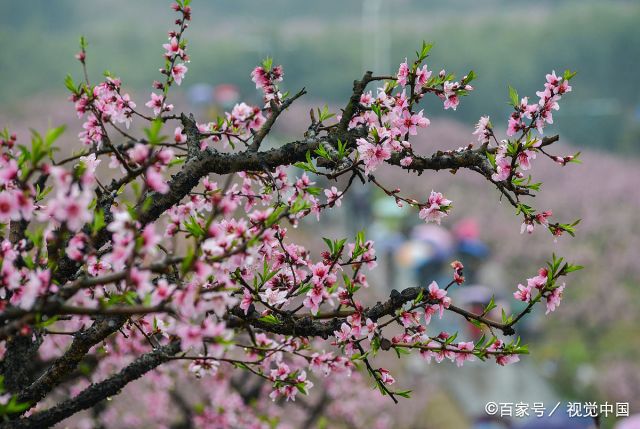 浙江宁波:奉化萧王庙桃花林盛开,雨中桃花醉游人